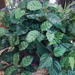 artificial arrangement